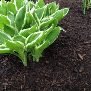 Top Soil, Compost and Bark Mulch
